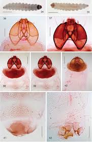 Splitting the leafmining shield-bearer moth genus Antispila Hübner  (Lepidoptera, Heliozelidae): North American species with reduced venation  placed in Aspilanta new genus, with a review of heliozelid morphology