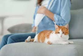 One colleague's cat recognises the sound of her husband's car in a busy street, and another's. Can Cats Sense Pregnancy