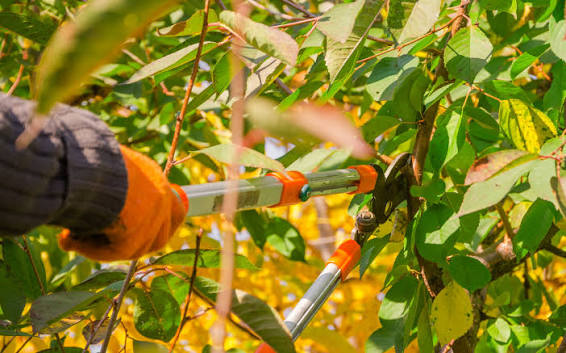 Seasonal Tree Care: A Year-Round Guide to Maintaining a Healthy, Beautiful Landscape