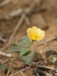 Image result for Swertia welwitschii