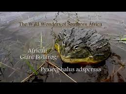 Image result for Pycreus africanus