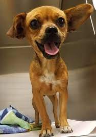 Chug Dog For Adoption In Amarillo Tx Usa Adn 1058699 On Puppyfinder Com Gender Female Age Young Nickname Chug Dog Dog Adoption Chihuahuas For Adoption