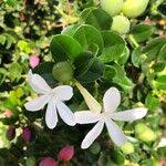 Image result for Carissa bispinosa