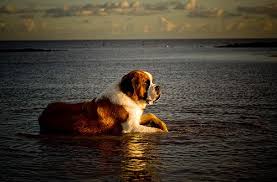 Beautifull Goruntuler Ile