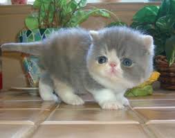 So Dainty Cats Kittens Kittens Puppies Baby Animals