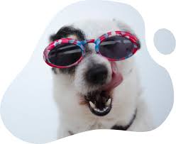 Maybe you would like to learn more about one of these? Pet Taxi Namibia Safe Reliable