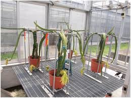 In this post, i am going to show you how to install cactus and succulent plants on windows pc by using android app player such as bluestacks, nox, koplayer High Temperature Suppresses Fruit Seed Set And Weight And Cladode Regreening In Red Fleshed Da Hong Pitaya Hylocereus Polyrhizus Under Controlled Conditions In Hortscience Volume 55 Issue 8 2020