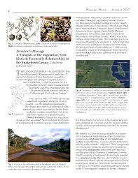 Image result for Lasiodiscus pervillei