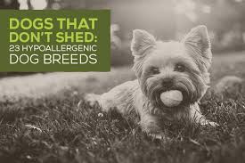 Many owners keep their lhasa apsos clipped in a puppy cut to avoid daily grooming and the terrier group is full of small dogs that don't shed or shed minimally. Dogs That Don T Shed 23 Hypoallergenic Dog Breeds