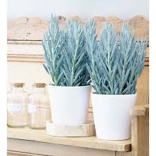 Image result for Senecio propior