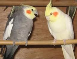 Yellow Bird With Red Cheeks 21 Spesies Burung Kakatua Yang Tersebar Di Dunia Burung Kakatua