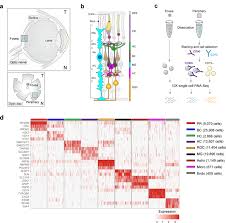 Our retina is about the size of a postage stamp. Cell Atlas Of The Human Fovea And Peripheral Retina Scientific Reports