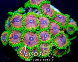 Zoanthids Light High Water Flow Highsize 2 Polyps Saltwater Aquarium Sea Creatures Sea Life