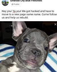 Maybe you would like to learn more about one of these? Emerald City Blue Frenchies Home Facebook