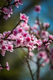 Ci sono diverse piante da giardino e fiori colorati giapponesi tra cui scegliere, in varie dimensioni e colori sono tutti modi meravigliosi per aggiungere. Stampe Artistiche Quadri E Poster Con Alberi Amore Bellezza Ciliegio Giapponese Colore Fiori Fiori E Piante Natura Pesco Primavera Rosa Fiori Di Pesco Amd