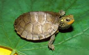 هل وجود السلحفاة في المنزل خير ام شر وهل تحمي من الحسد فنون Map Turtle Turtle Care Aquatic Turtles