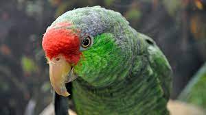 Jc aviary, tx we ship. Green Cheeked Amazon Parrot Full Profile History And Care