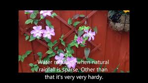 Clematis patens 'comtesse de bouchaud' est un cultivar de clématite obtenu en france 1, en 1900 par françois morel, horticulteur à lyon.elle fut nommée ainsi par françois morel en l'honneur de la femme d'un comte qui possédait un jardin à chasselay près de lyon 1.elle fut présentée dans une revue horticole de 1900 par henry dauthenay 2. Clematis Comtesse De Bouchaud In Flower Help And Care Youtube