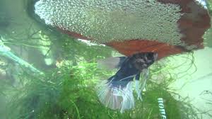 Male Betta Tending Bubble Nest Youtube