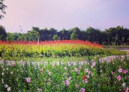 Jika berlibur ke bukit sakura kemiling ini kamu tidak perlu khawatir karena sarana selfie disini cukup memadai lho. Taman Sakura Surabaya Wisata Baru Bernuansa Jepang Samitra Wisata