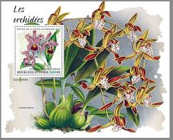 Image result for Dissotis gilgiana