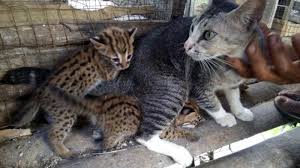Mereka anggun dan kuat, dan tubuh 1. Unik Tapi Nyata Kucing Ini Menyusui Dua Anak Macan Akar Tribunnews Com Mobile