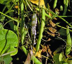 Image result for Scleria foliosa