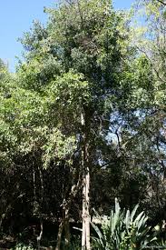 Image result for Ptaeroxylon obliquum