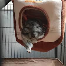 When it comes to their cage, the bigger the better! Female Chinchilla For Sale Live Small Pets Petsmart