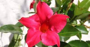 Dipladenia Plant Care Tips On How To Grow Dipladenia Mandevilla Plant Care Plants Flowering Vines