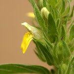 Image result for Justicia flava