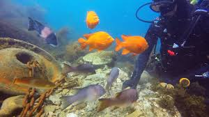 Scuba Diving In The Kelp Forests At Catalina Island California Youtube
