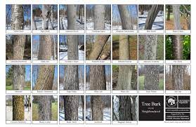 Biodiversity Identification Sheets A Fun Way To Learn What Is Out There The Arboretu Tree Bark Identification Tree Identification Chart Tree Identification