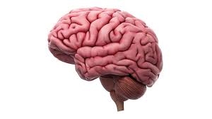 A violent collision or shock. Don T Downplay Concussions Say Experts Sudbury Com