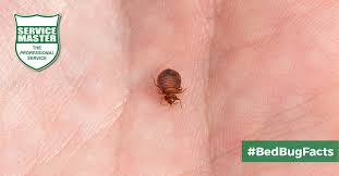 Wait for all hard and soft. Bed Bug Control Services Service Master