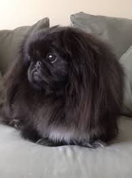 Black And White Pekingese Puppies Deep In Reflection Beautiful Black Peke Pekingese Dogs Pekingese Puppies Pekingese