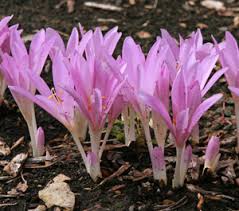 See more ideas about plants, flowers, bloom. Autumn Crocus Colchicum Spp Wisconsin Horticulture