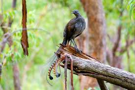 Bird That Sounds Like A Squeaky Toy Uk I Photographed The Best Copycat Bird In The World Lyrebird Bird Bird Pictures Parks In Sydney