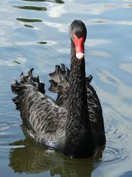 Australian Black Bird With White Wing Tips Black Swan Cygnus Atratus Black Swan Swan Pretty Birds