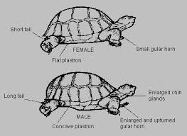 Pin By Nancy Kidwell On Turtles Tortoises Tortoises Sulcata Tortoise Tortoise