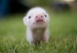 Pet lovers especially cat persons around the world mourned upon hearing the news and of course including me. 30 Cute Baby Animals That Will Make You Go Aww Bored Panda
