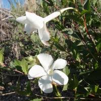 Image result for Marsdenia cynanchoides