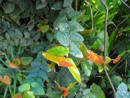 Image result for Plicosepalus kalachariensis