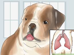 Fans of the bulldog and poodle mix love the dog's friendly, affectionate, and gentle nature. How To Take Care Of An English Bulldog Puppy With Pictures