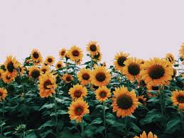 Vsco Sunflower Wallpapers Top Free Vsco Sunflower Backgrounds Wallpaperaccess Free sunflowers wallpapers and sunflowers backgrounds for your computer desktop. vsco sunflower wallpapers top free