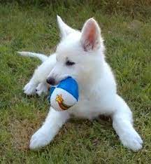Husky Wolf Mix Charrie By Sinder3lla On Deviantart Husky Wolf Mix Husky Cute Baby Puppies