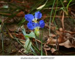 Image result for Commelina bracteosa