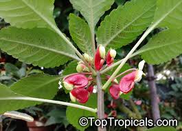 Image result for Impatiens niamniamensis