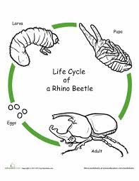 Color The Life Cycle Rhino Beetle Worksheet Education Com Animal Life Cycles Life Cycles Cycle For Kids