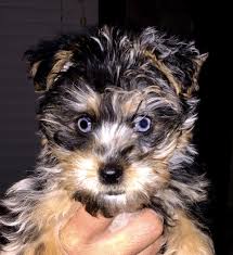 Pin On Morkie
